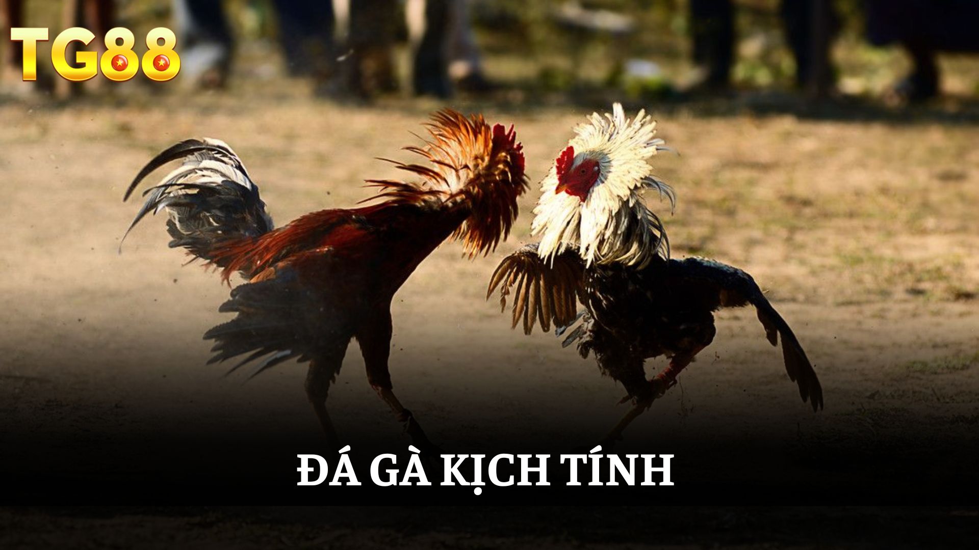 Them tieu de phu 5